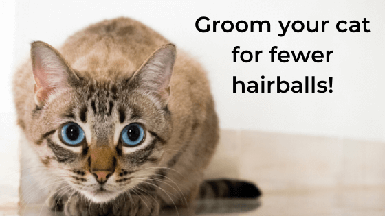 How can I help prevent my cat from getting hairballs? HandsOn