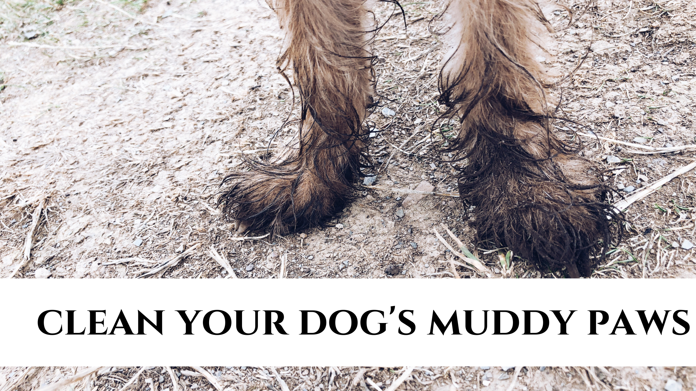Tips to keep your pets muddy paws outdoors