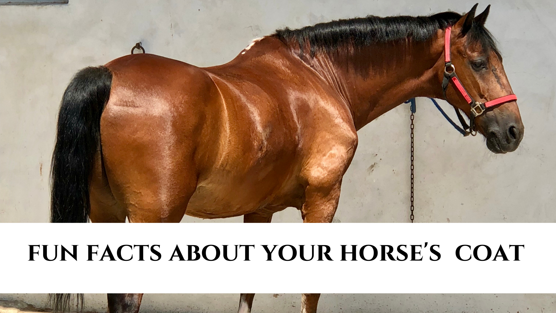 Fun facts about your horse's coat! - HandsOn