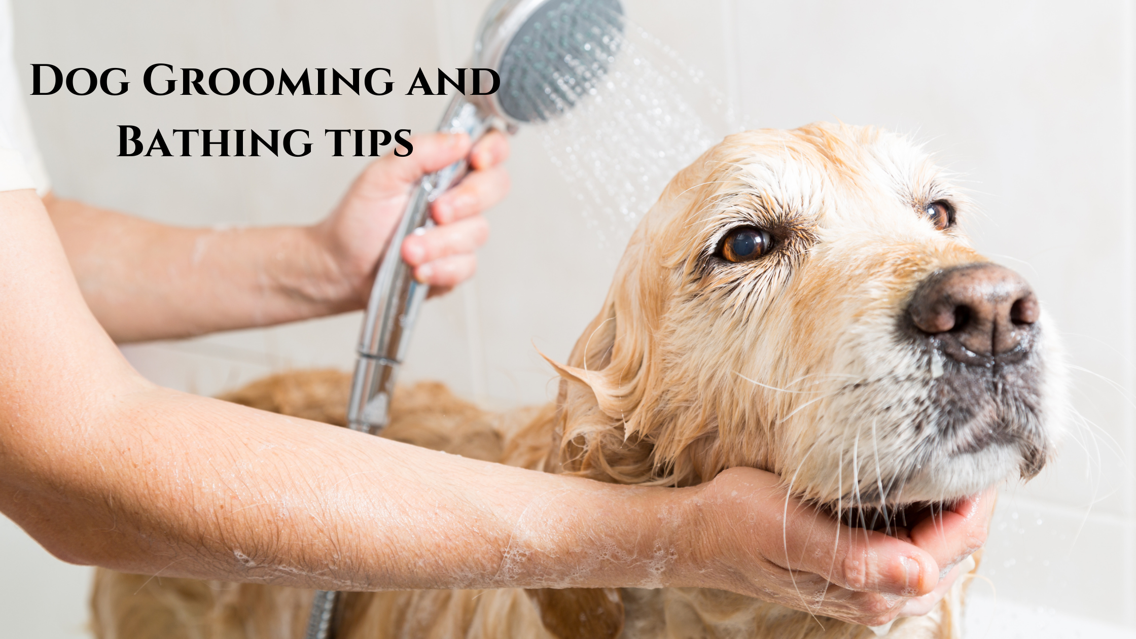 should you bathe your dog before or after grooming