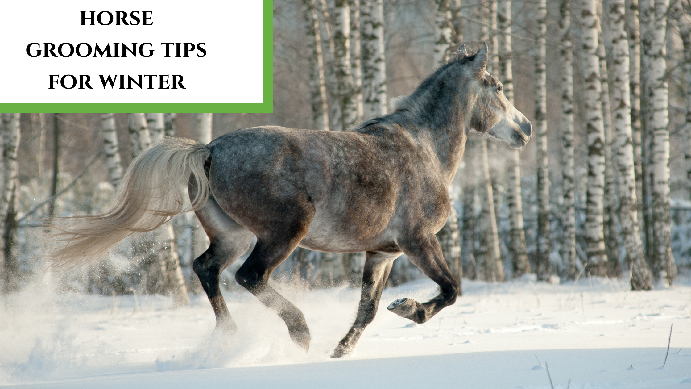 Help Your Horse's Skin and Coat Stay Healthy in Winter - HandsOn